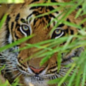 Meet your Posher, Angus